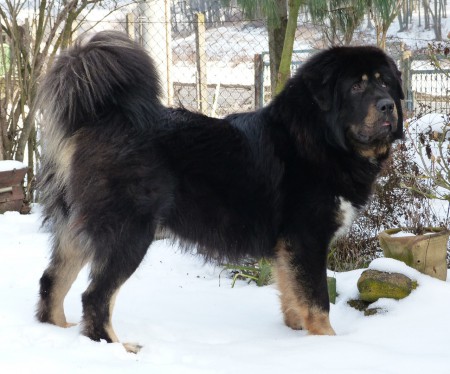 YADEN Henriet´s garden ,(DALOU x RAMILA)